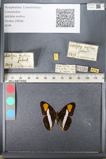 Media type: image;   Entomology 145511